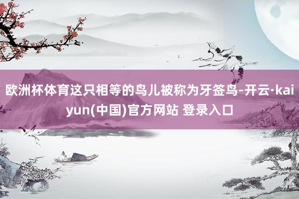 欧洲杯体育这只相等的鸟儿被称为牙签鸟-开云·kaiyun(中国)官方网站 登录入口